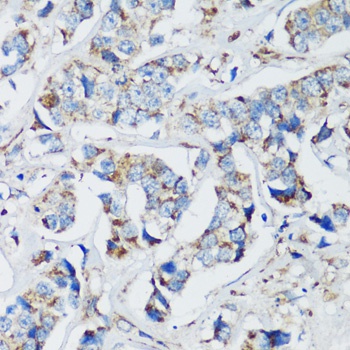 ELP3 Antibody