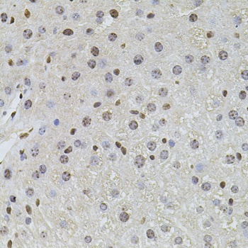 PLK4 Antibody