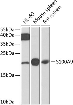 S100A9 Antibody