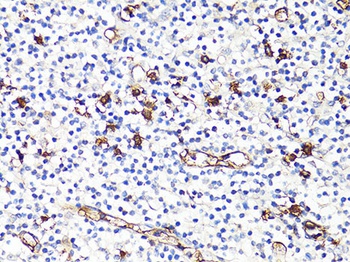 S100A9 Antibody