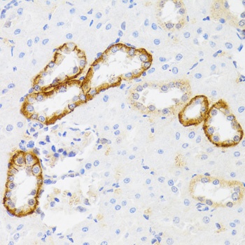 MYO5A Antibody