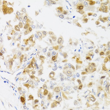 MYO5A Antibody