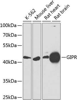 GIPR Antibody