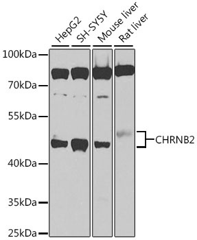 CHRNB2 Antibody
