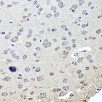 CHRNB2 Antibody