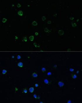 PMAIP1 Antibody