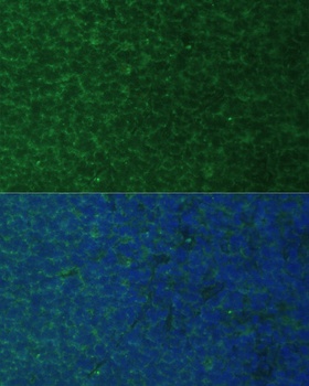 PMAIP1 Antibody