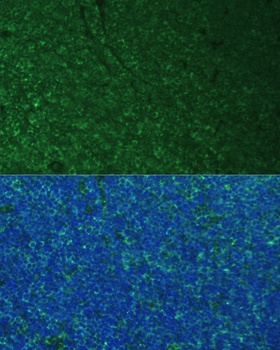 PMAIP1 Antibody