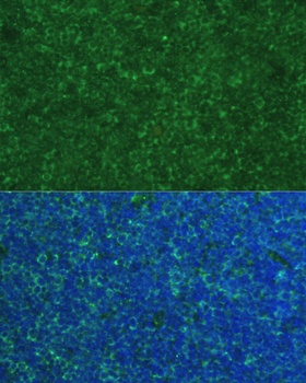 PMAIP1 Antibody