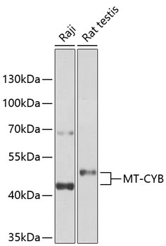 Mt-Cyb Antibody