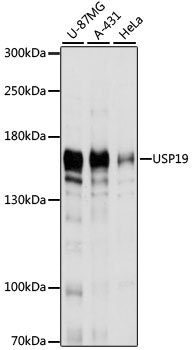 USP19 Antibody