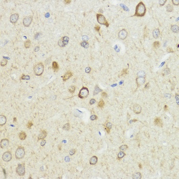 HACE1 Antibody