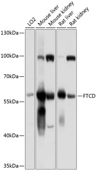 FTCD Antibody