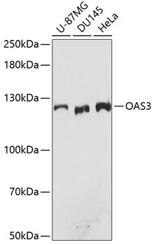 OAS3 Antibody