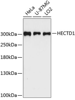 HECTD1 Antibody
