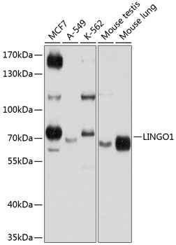 LINGO1 Antibody