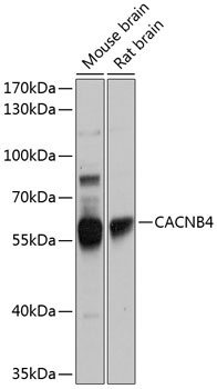 CACNB4 Antibody