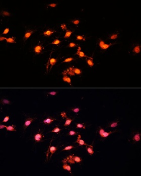 GTF3C4 Antibody