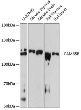 FAM65B Antibody