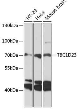 TBC1D23 Antibody