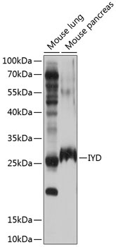 IYD Antibody