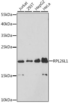 RPL26L1 Antibody