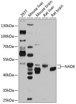NADK Antibody