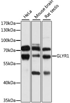GLYR1 Antibody