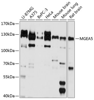MGEA5 Antibody
