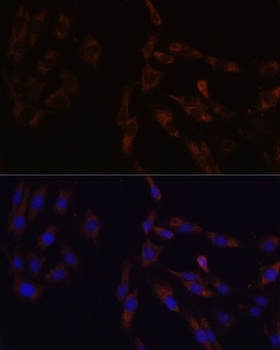 SUCLG2 Antibody