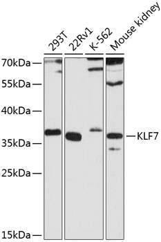 KLF7 Antibody