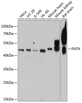 FNTA Antibody