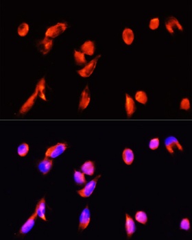 ANXA3 Antibody