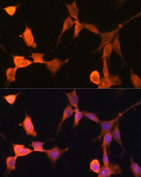 CACYBP Antibody