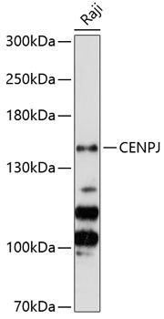 CENPJ Antibody