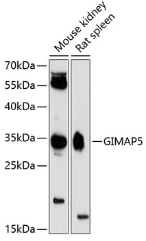 GIMAP5 Antibody