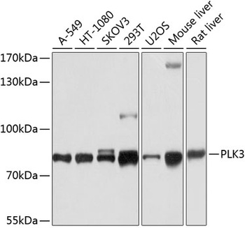PLK3 Antibody