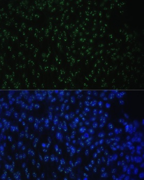 DDX50 Antibody