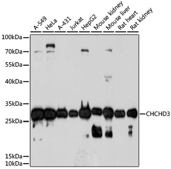CHCHD3 Antibody