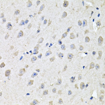 CHCHD3 Antibody