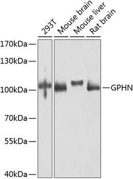 GPHN Antibody