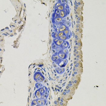 GPHN Antibody