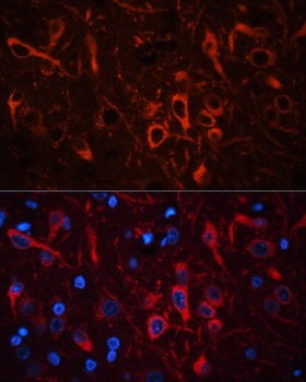 GPHN Antibody