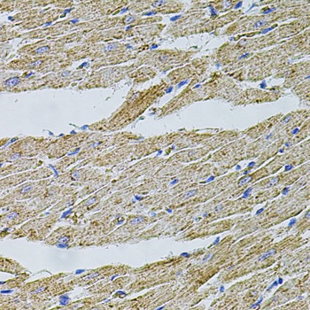 TRPA1 Antibody