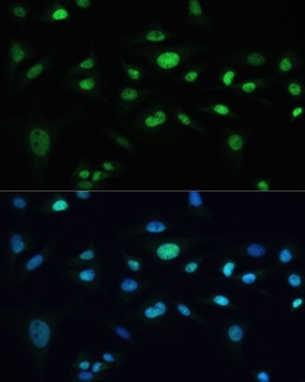 TRPA1 Antibody