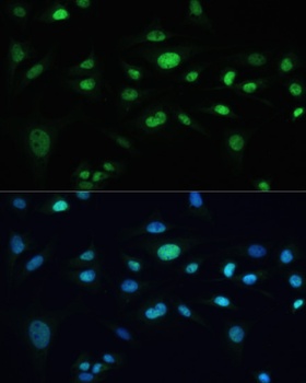 TRPA1 Antibody