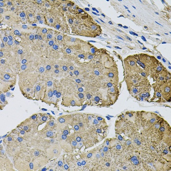 THBS2 Antibody