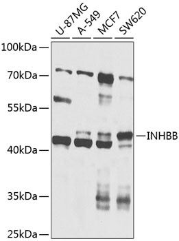 INHBB Antibody