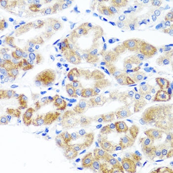 DLG1 Antibody