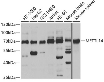 METTL14 Antibody